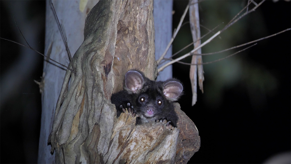 📱 ¿Las Gliders Van Más Rápidas Que Tus Apps