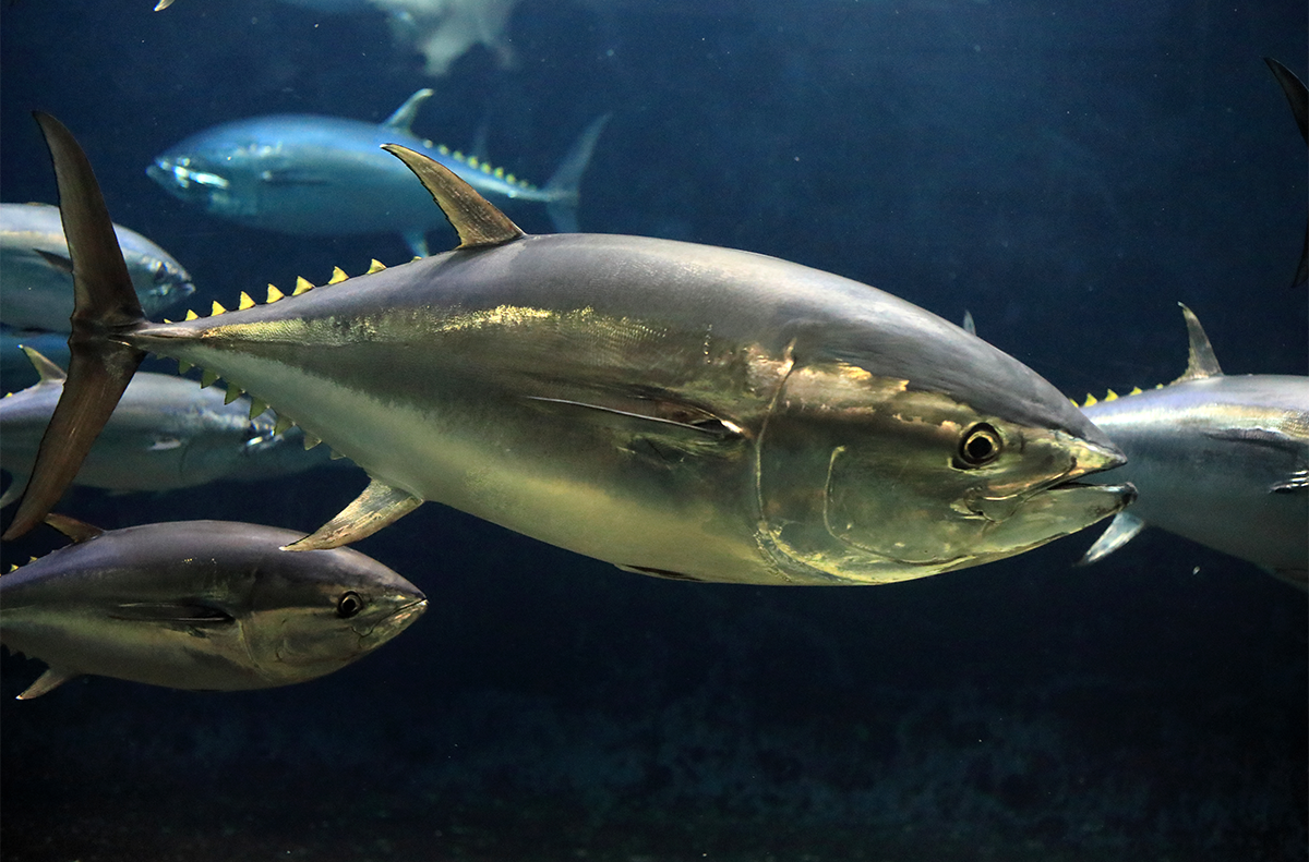 🚀 ¿Tu Pescado Doméstico Es Ahora un Predador Marino? 🐟