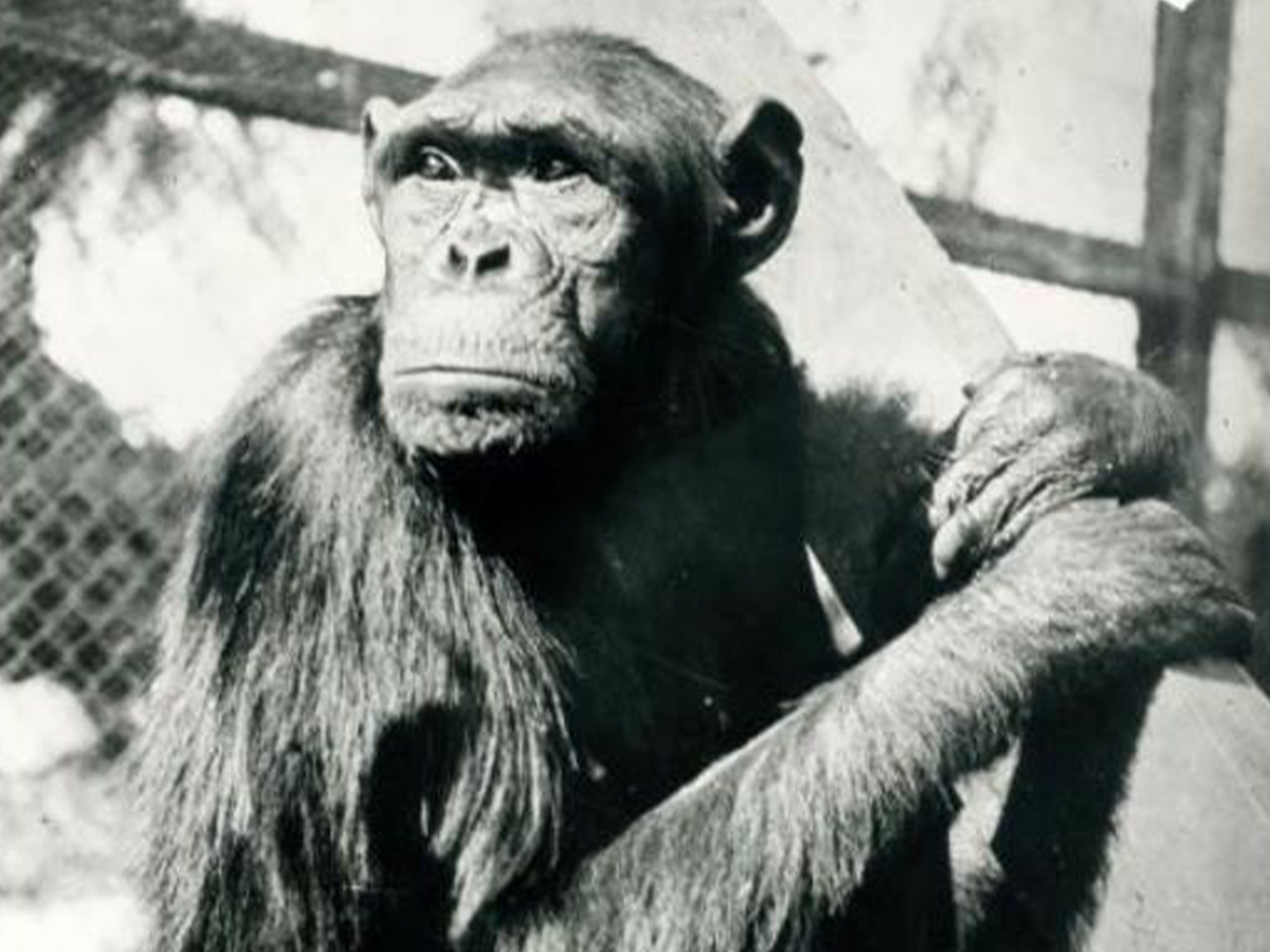 🤖 ¿Los Chimpis que Revolucionaron la Zoológica Ahora Qué Hicieron