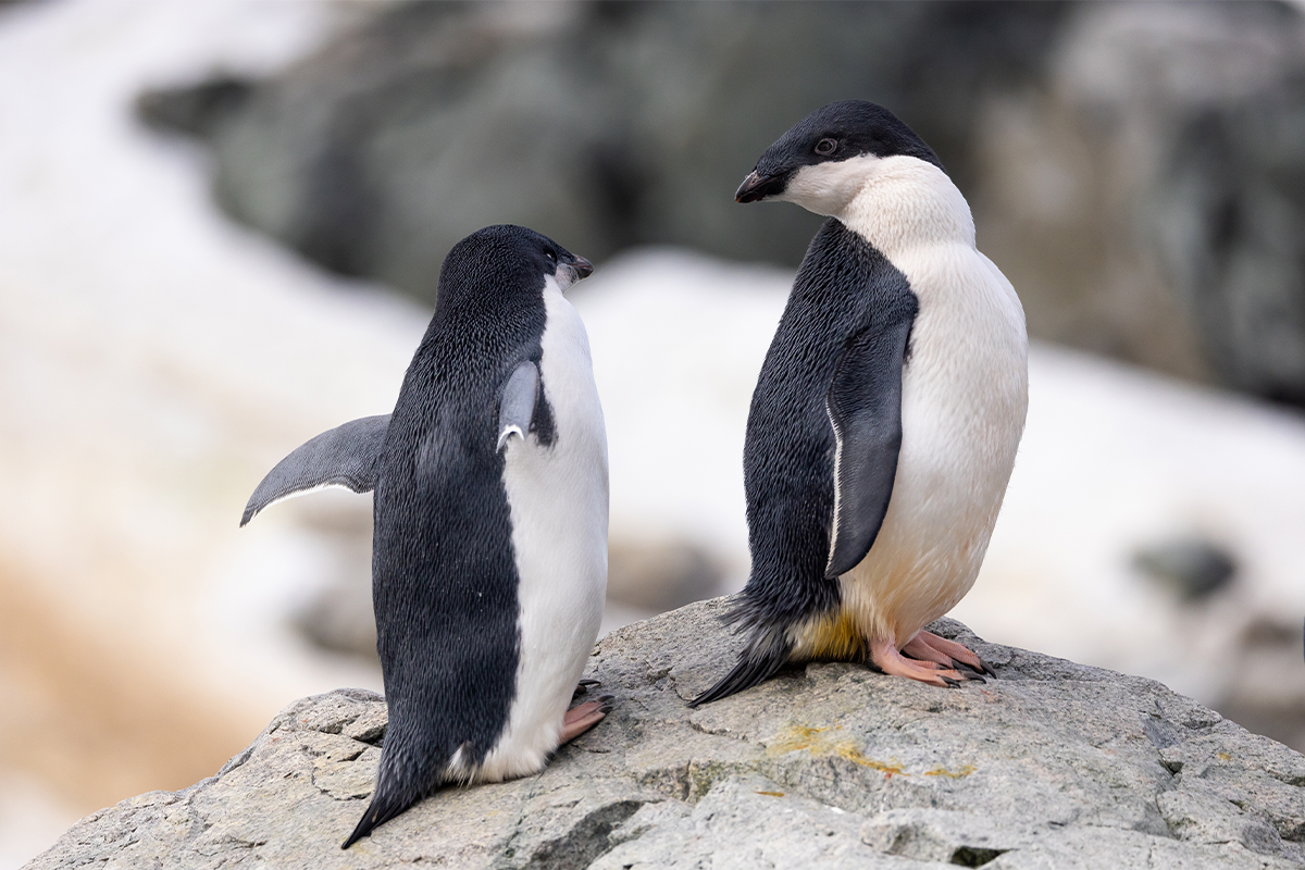 📷 ¿Poo de Pingüino en las Nubes? Te Miente Sobre el Clima 🌍