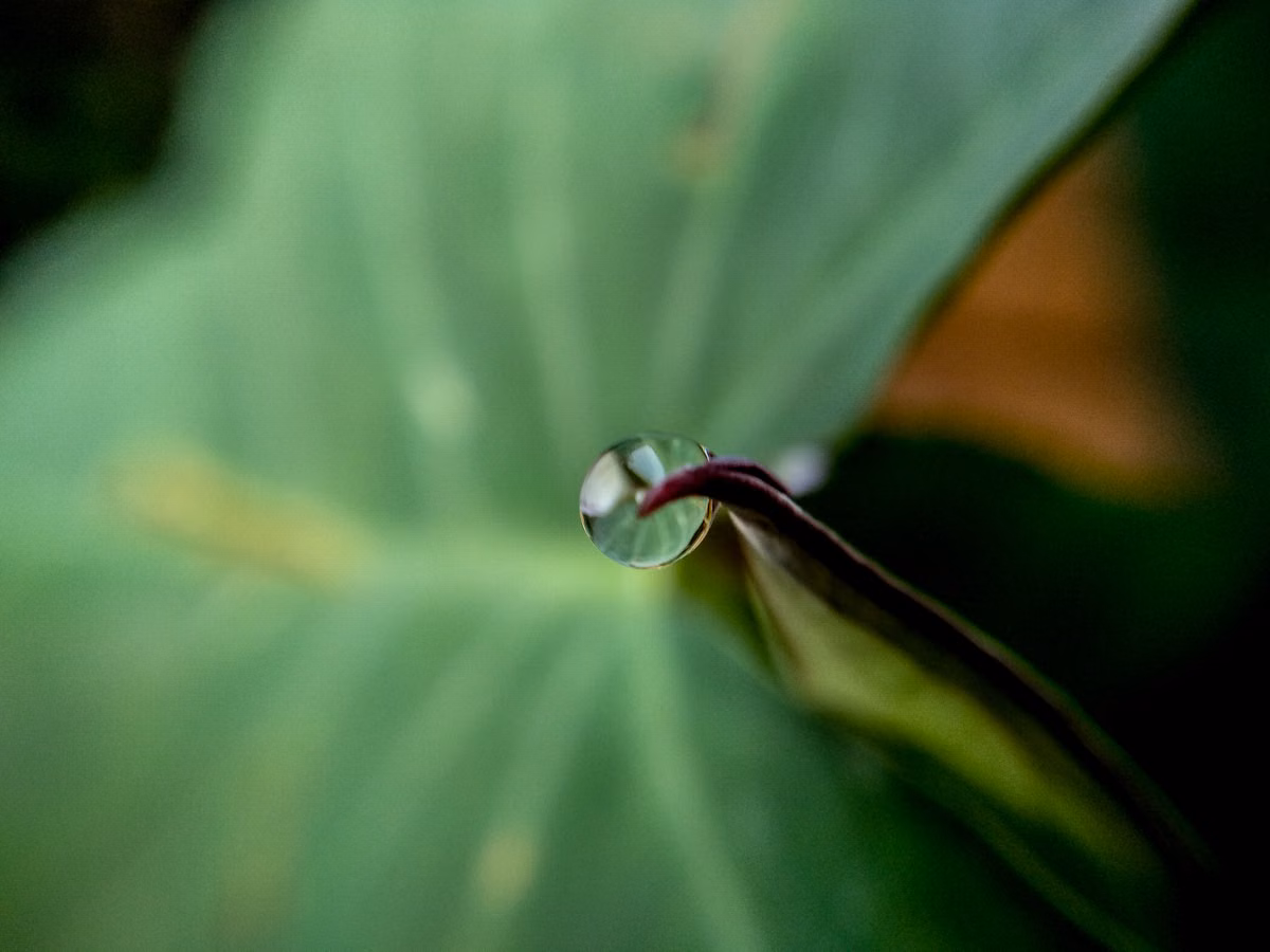 🌱 ¿Qué Tan Ecológico Es Tu Casa? 3 Ramales Que Deben Tener
