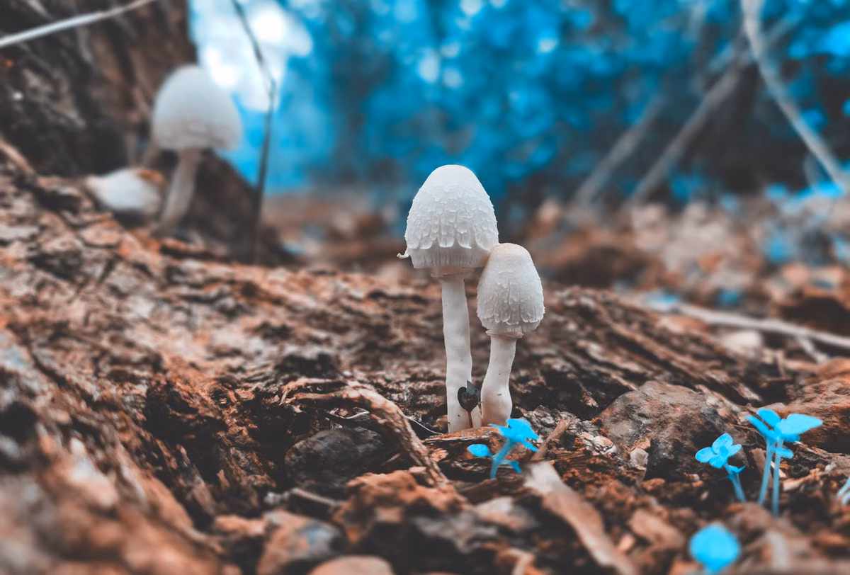 🧠 ¿Los Expertos en Ajedrez pueden Jugar sin Pensar