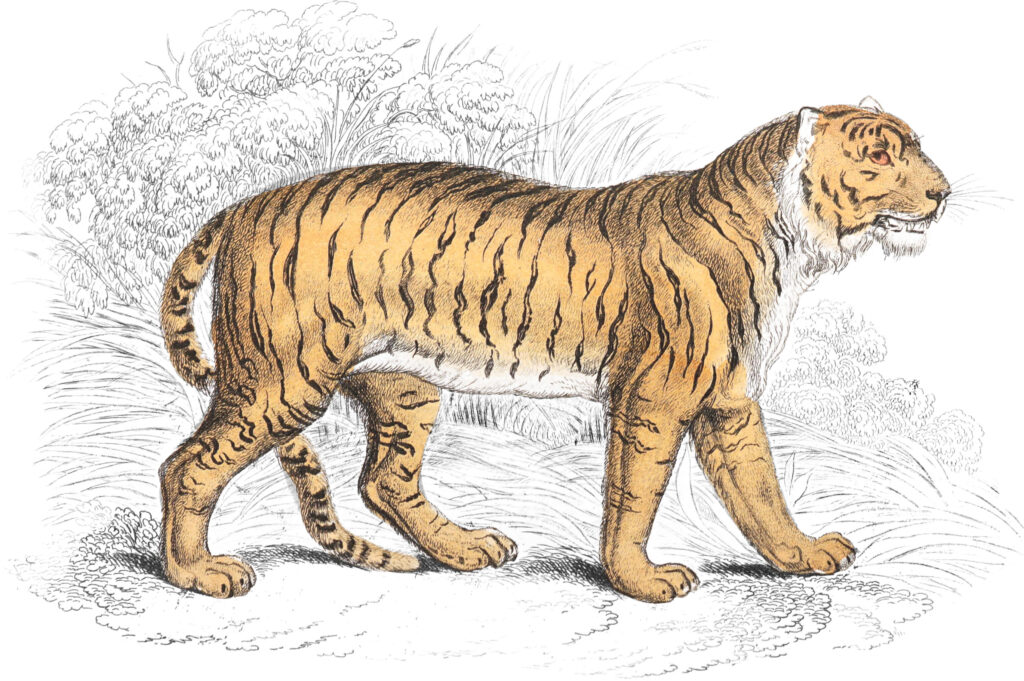 🔥 ¿1,300 Ilustraciones de Fauna Vintage Te Hacen Querer un Ratón de