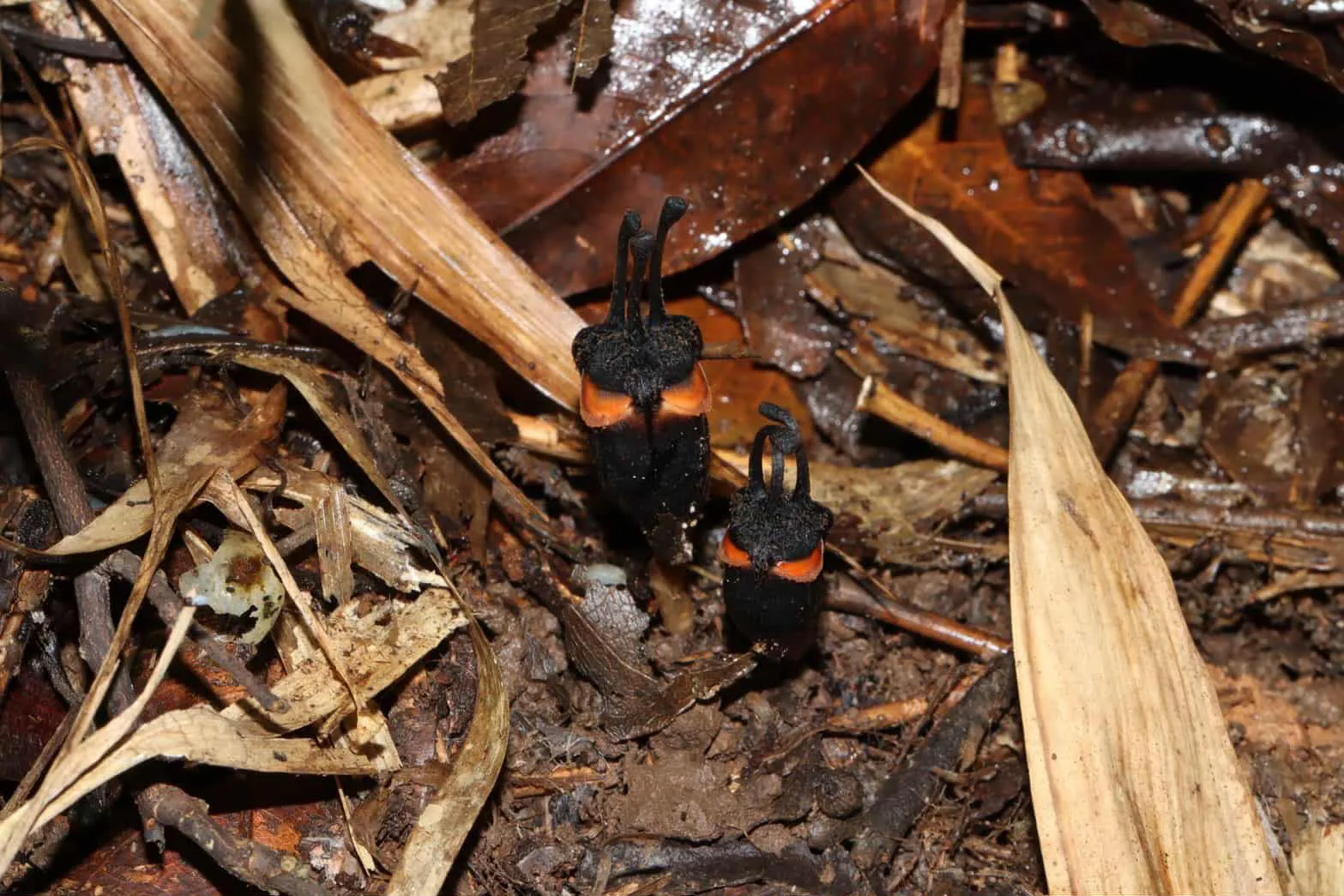 🚀 ¿La Nueva Especie de Flor Diablo No Necesita Sol ni Amor? 🌼