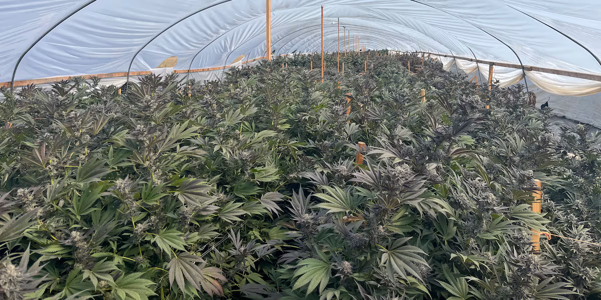 🚀 ¿Tu Cannabis Ilícita Ya Tiene App? 3 Millones En Evidencia 🤯