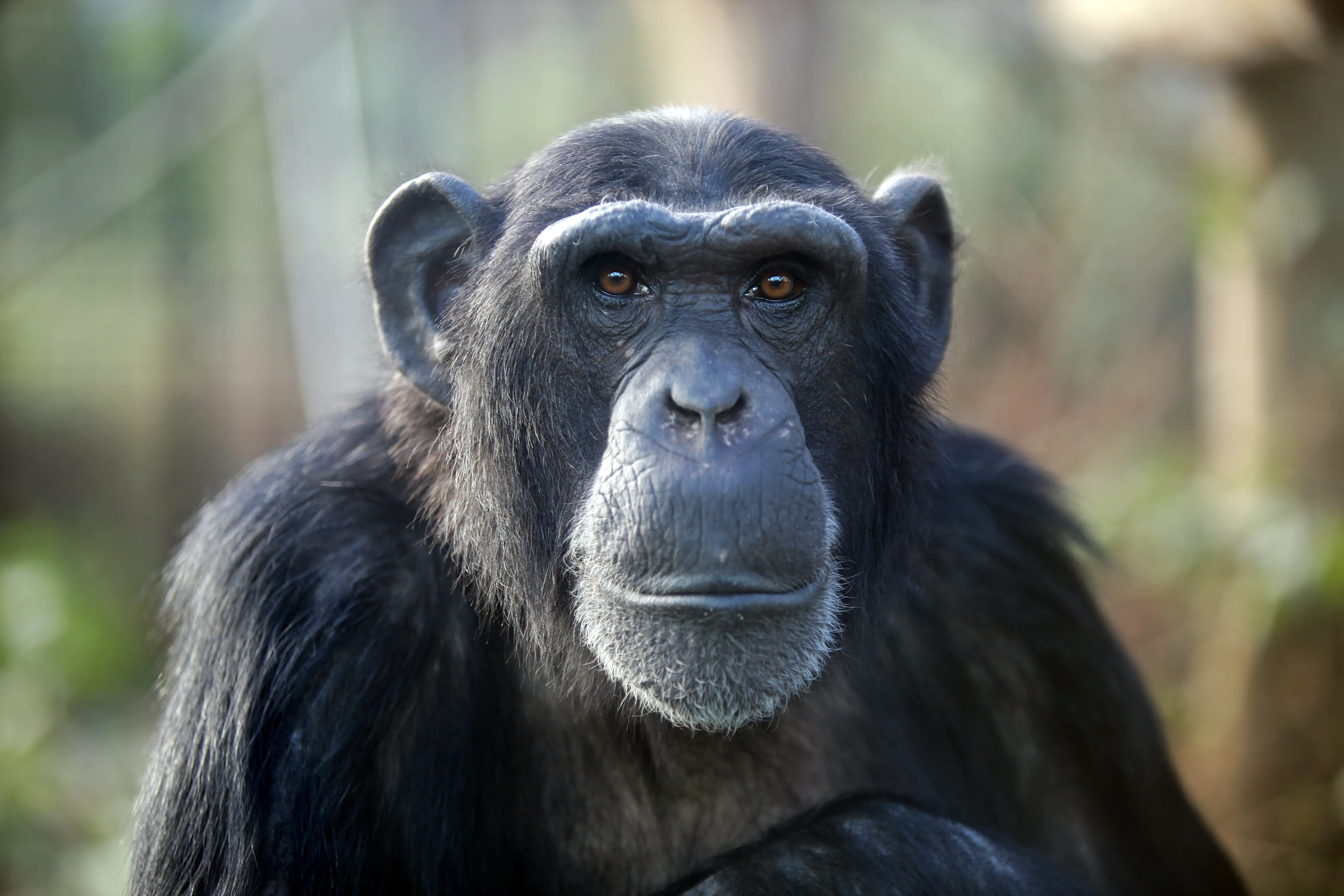 💡 ¿Chimpis Arrojan Pedradas al Mismo Árbol Por Qtis