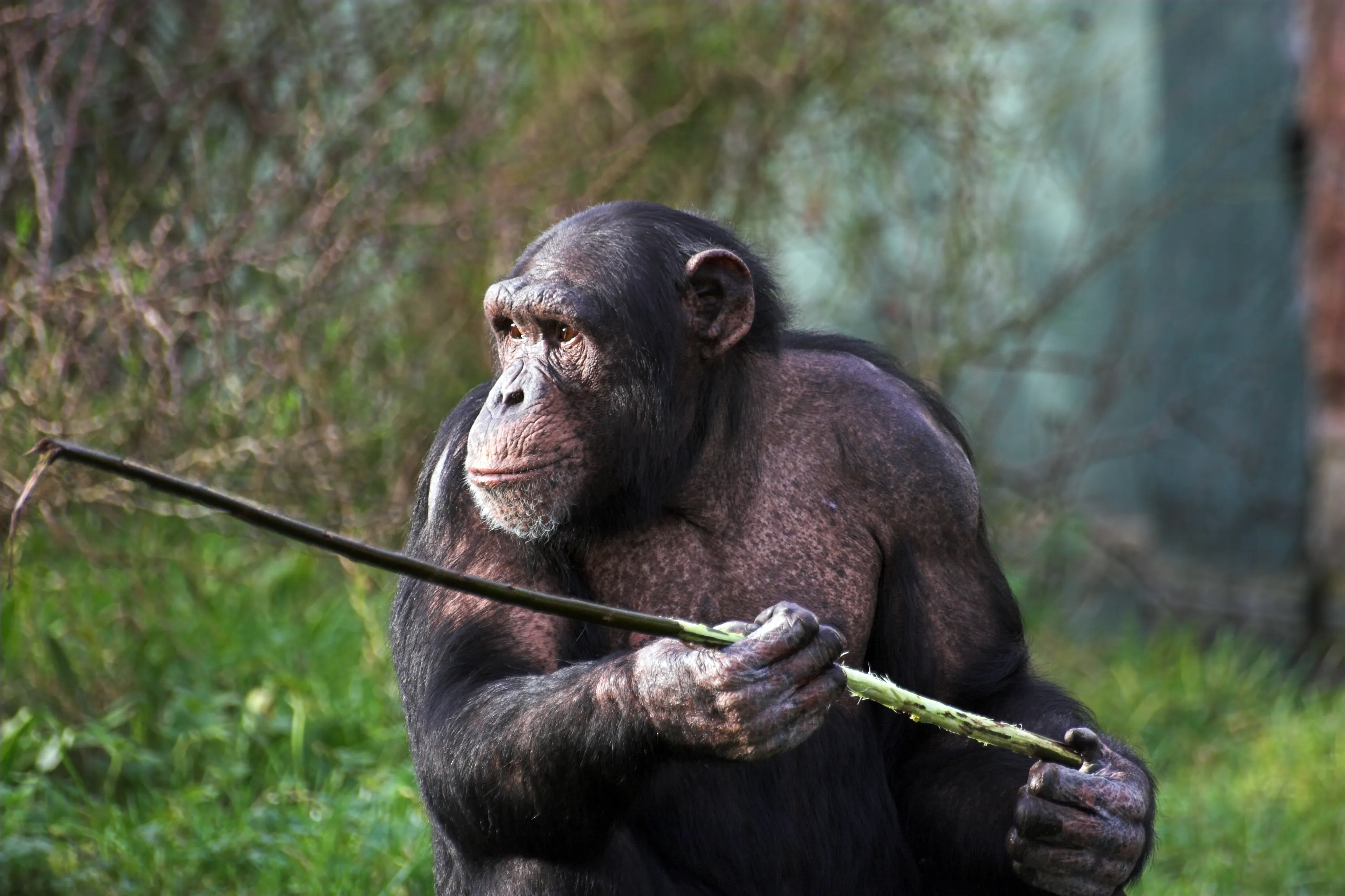 📱 ¿Tu Emprendimiento Usa Chimps o Solo Finge