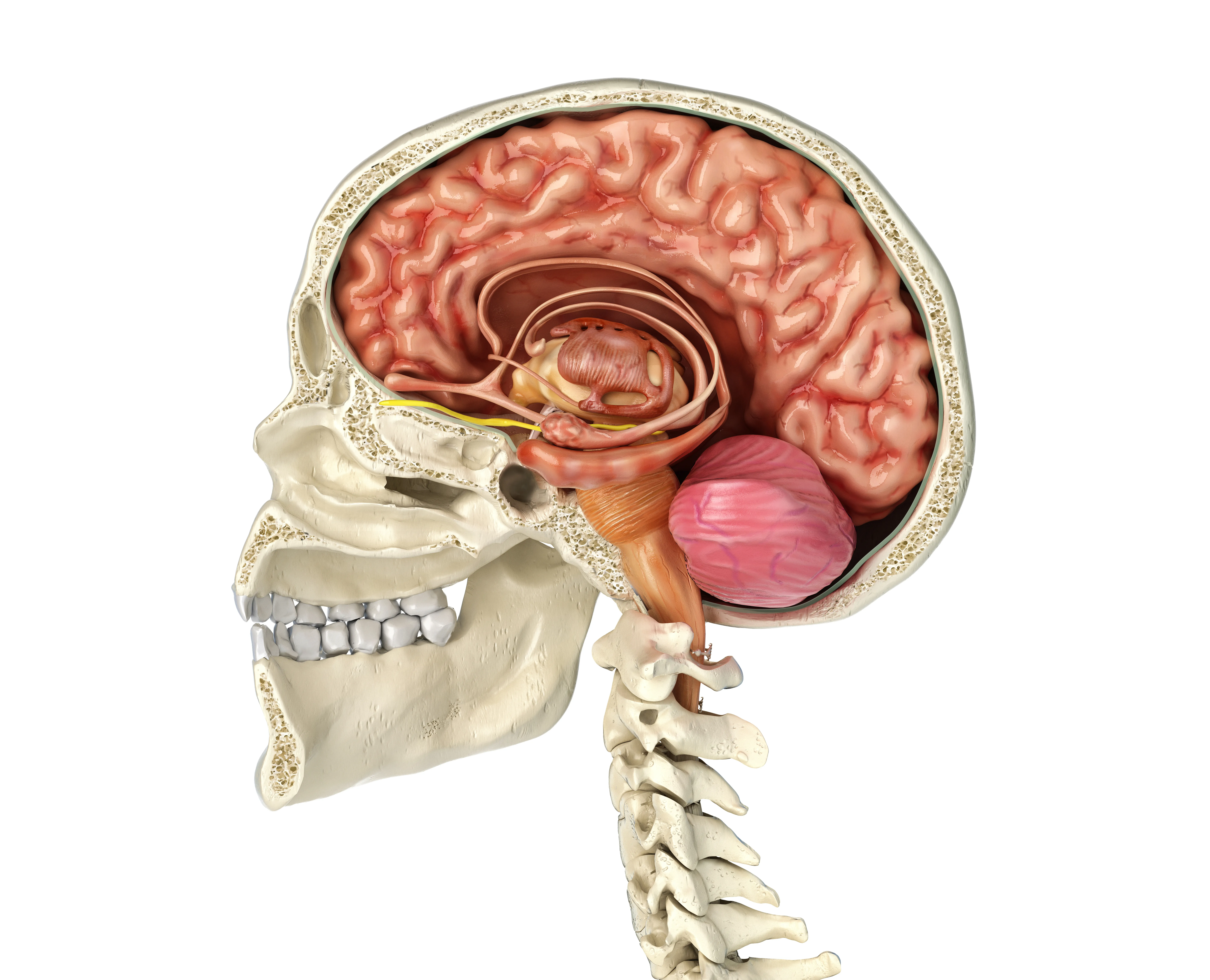 🤔 ¿El Mico en Tu Cabeza Es el Secreto de tu Dolor Crónico? 🧠