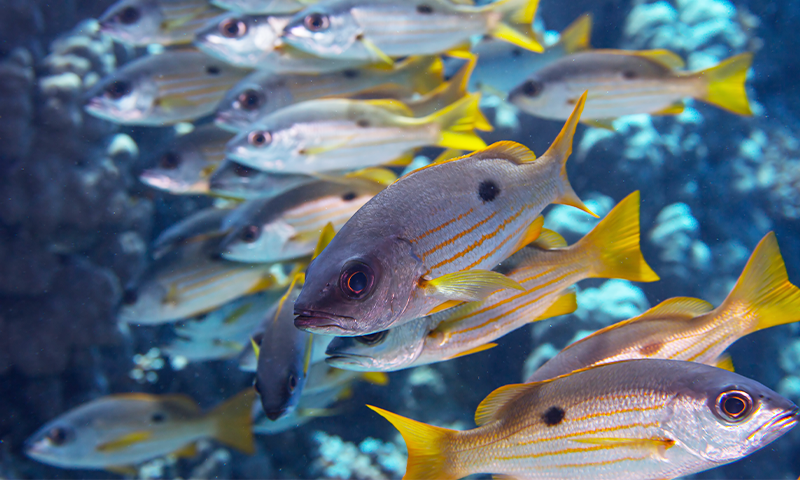 🤖 ¿Fish Schooling te hace más inteligente o solo te pilla pez