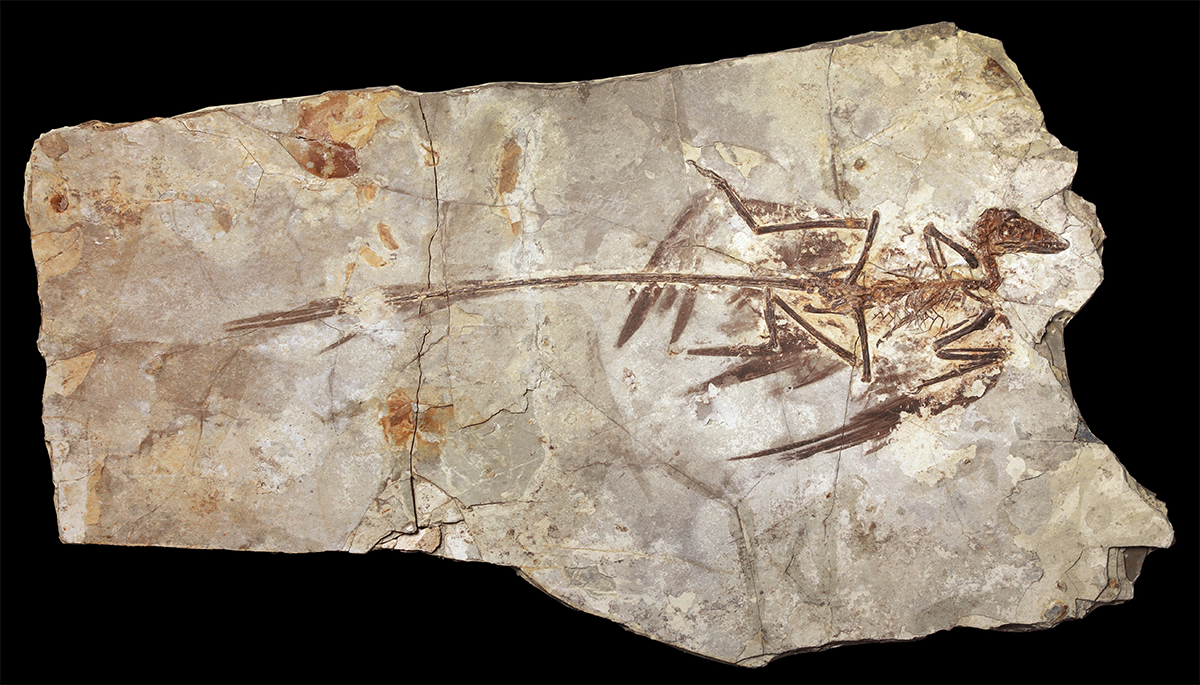 🤖 ¿Qué Dinosaurus Tan Chido No Existe? ¡Y Otros Mistakes del Tiempo