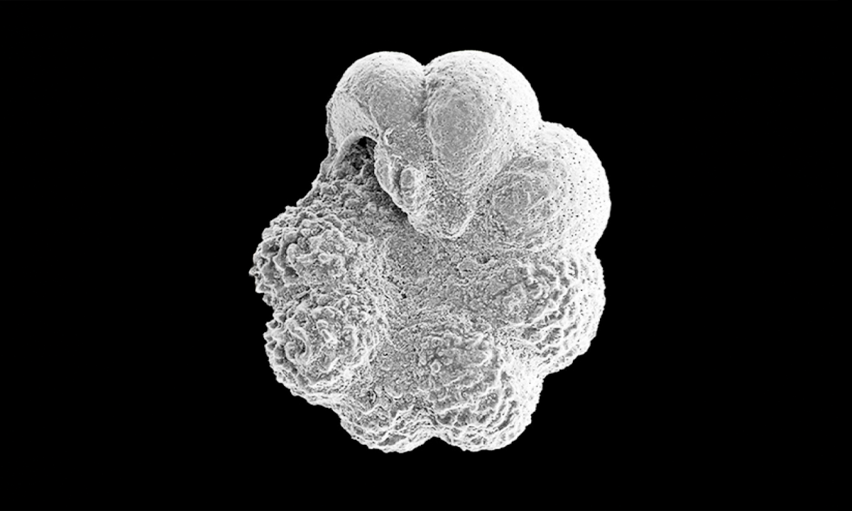 🤖 ¿Microfósiles Resuelven Misterio de Más Q 100 M Millones? 🤯