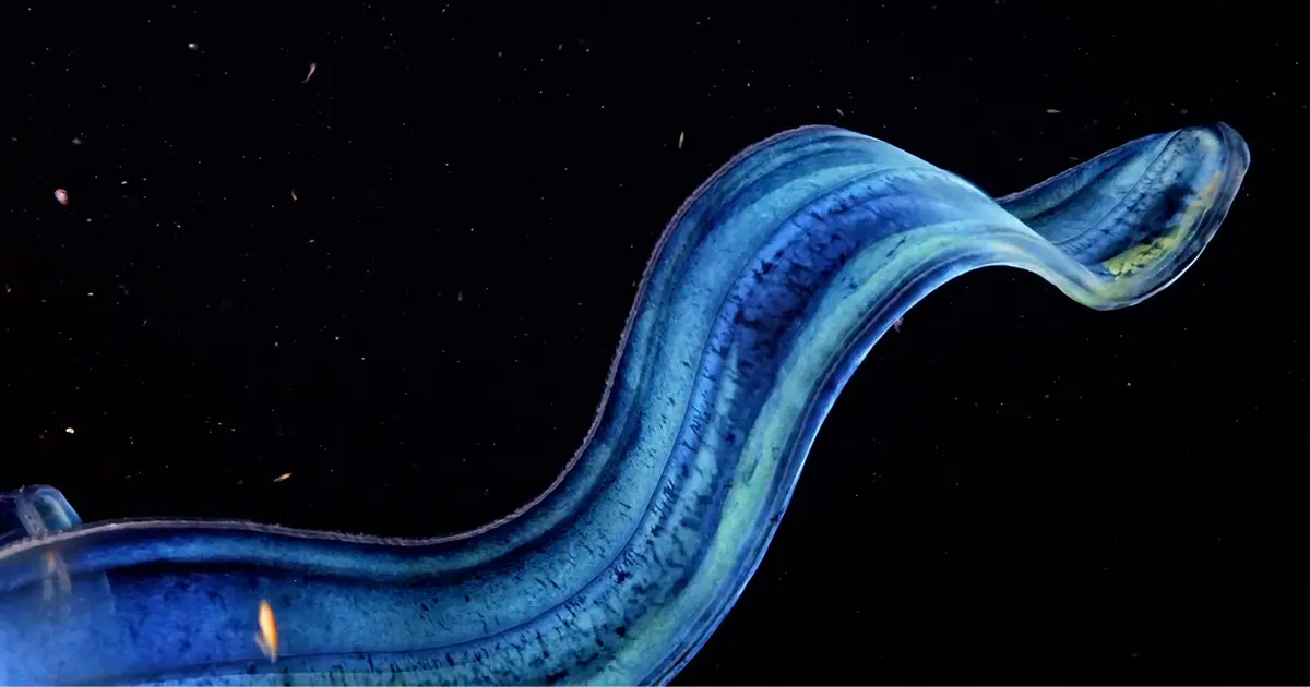 🤖 ¿Ctenóforos Solo Son Bonitos o Tienen Superpoderes Bio