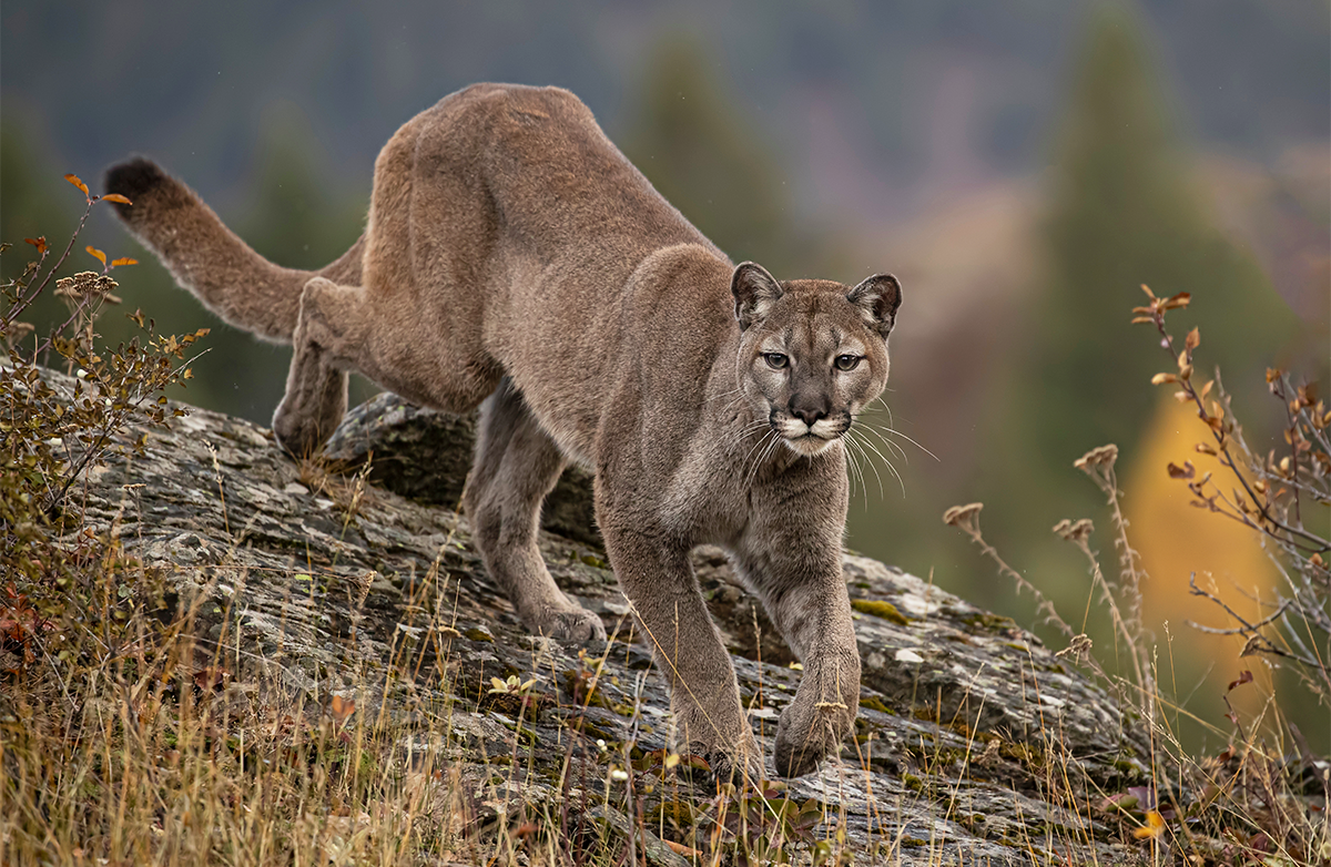 🔥 ¿Mountain Lions o Ciberseguridad? Quién Merece tu Confianza en 2023 🐱🔗
