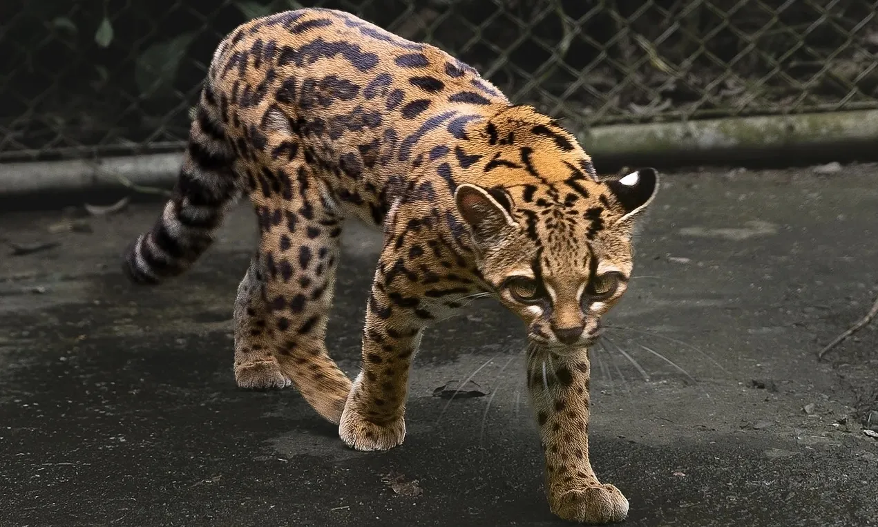 💻 ¿Nueva Gata Stray Descubierta? 100 Años de Quietismo Tecnológico🤔
