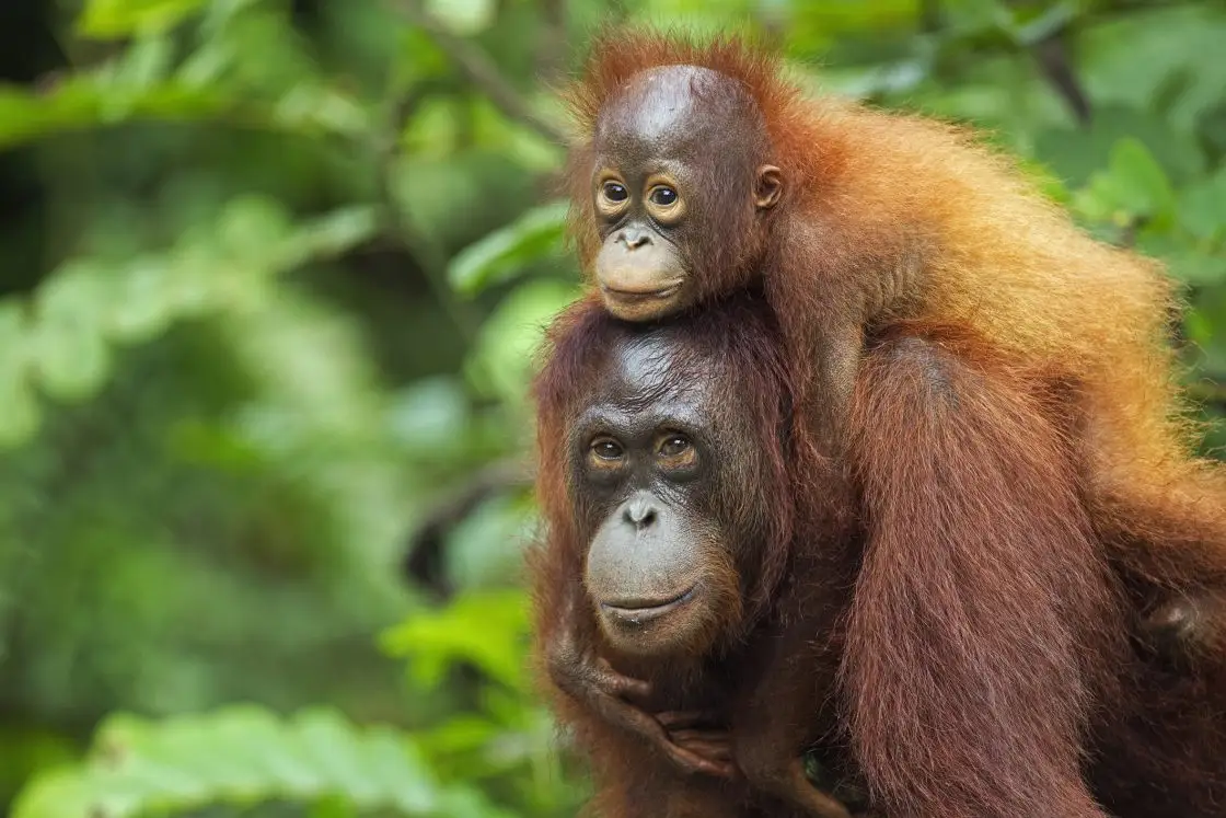 🚀 ¿5 Orangutanes Bebes Rescatados o Solo Más Fakenews