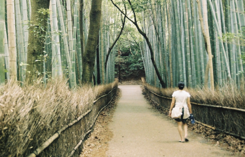 🌳 ¿Forest Bathing Te Reemplaza al Psicólogo? 3 Riesgos Que Nadie Te Dice