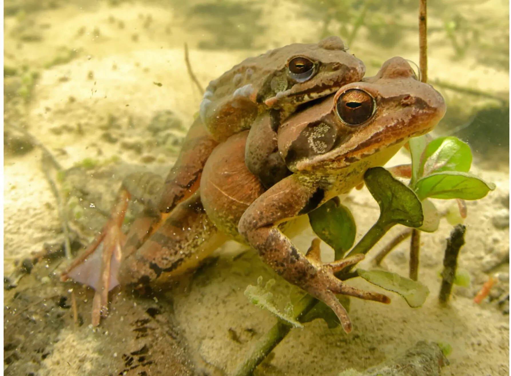 📱 ¿Frogs con X y Y son Más Exitosos? 3 Razones que Deben Saber