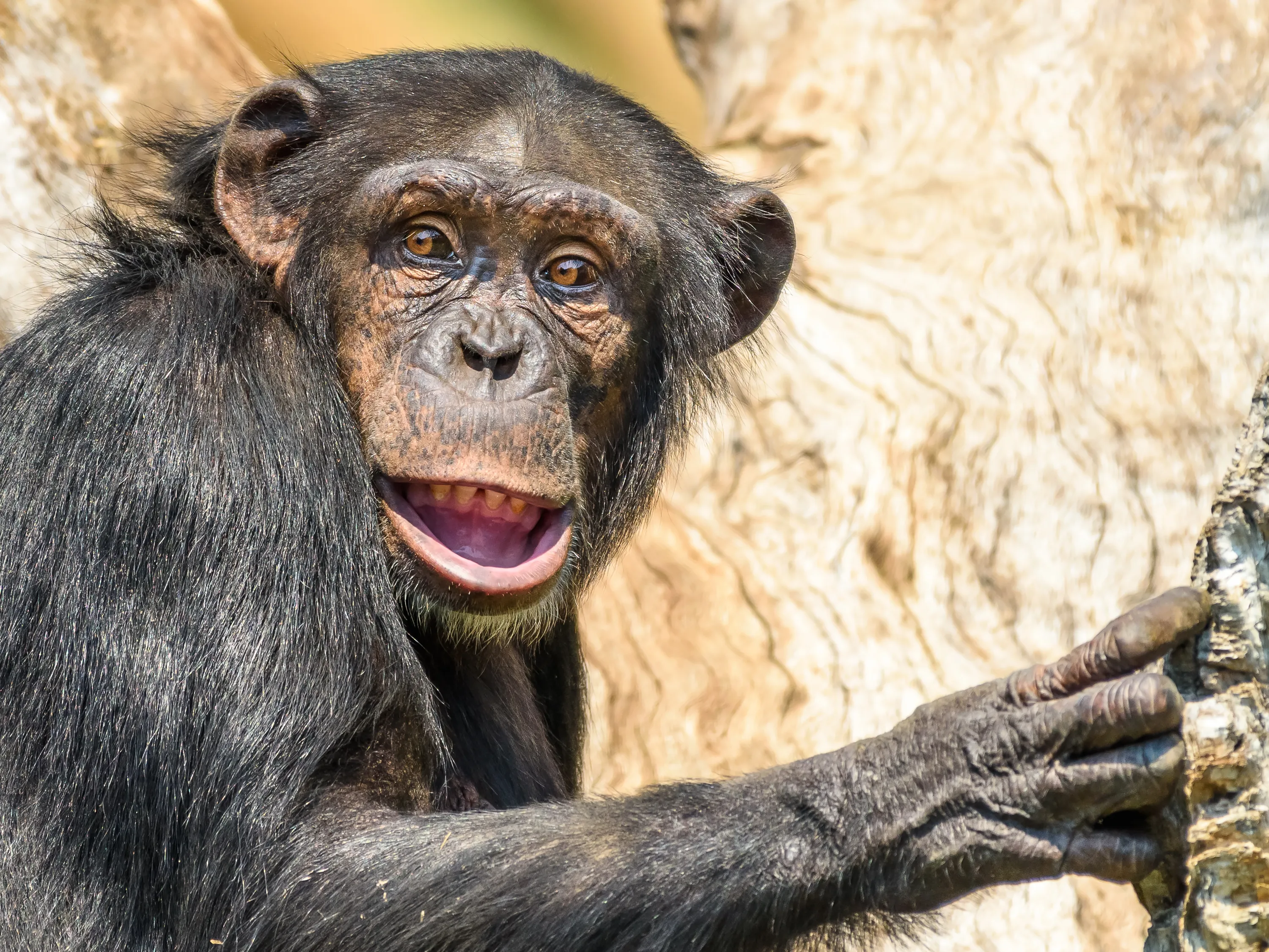 🤖 ¿Chimps Con Accents, También? 5 Razones Por Qué Te importa