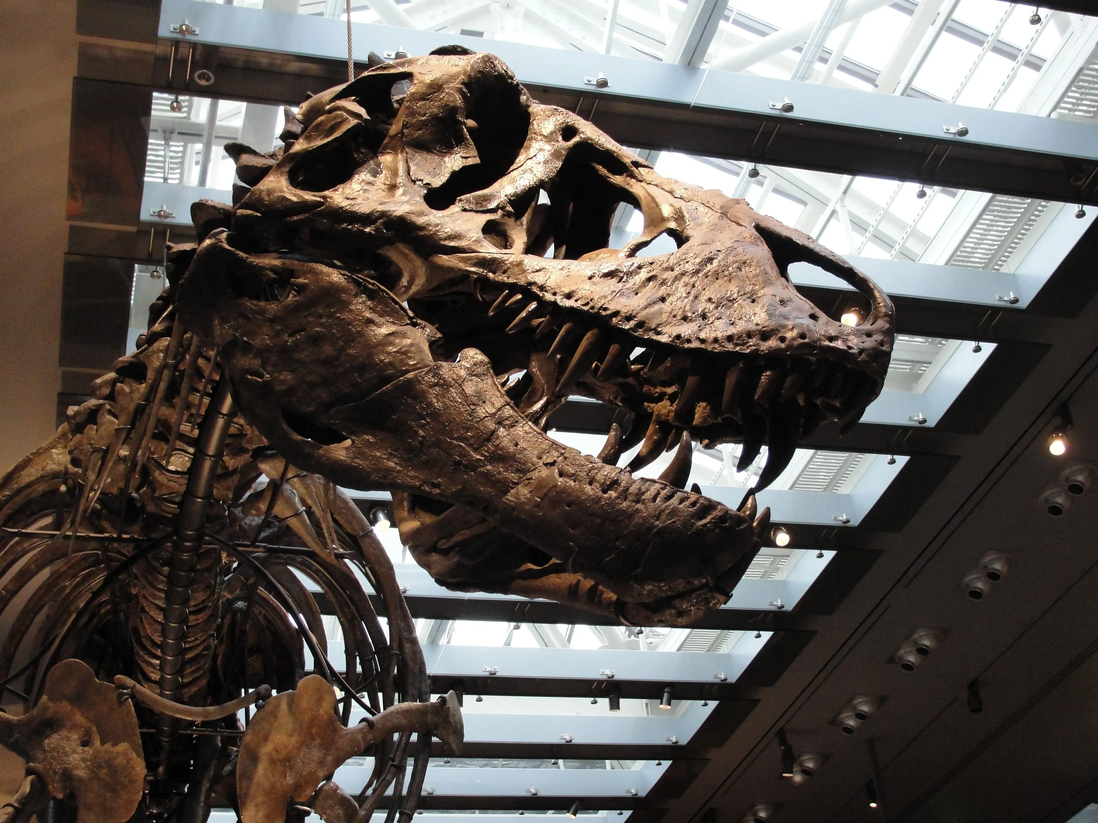 🔥 ¿El Triceratops Usaba Aire Acondicionado? 60°C en el Tyrannosaurus Rex